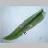 Leaf 04er 02.jpg