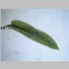 Leaf 04er 03.jpg