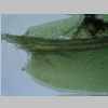 Leaf Base 20er 01.jpg