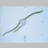Leaf Cross 20er 01.jpg