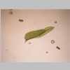 Leaf 04er 01.jpg