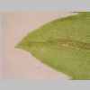 Leaf Apex 40er 01.jpg