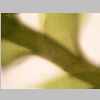 Leaf Base 20er 01.jpg