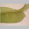 Leaf Base 20er 02.jpg