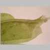 Leaf Base 20er 03.jpg