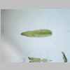 Leaf 04er 02.jpg