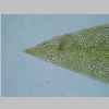 Leaf Apex 40er 01.jpg
