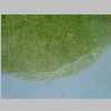 Leaf Base 40er 01.jpg