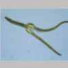 Leaf Cross 40er 01.jpg