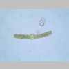 Leaf Cross 40er 03.jpg