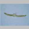 Leaf Cross 40er 04.jpg