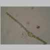 Leaf Cross 40er 01.jpg