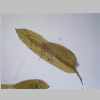 Leaf 10er 01.jpg