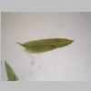 Leaf 04er 02.jpg