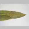 Leaf Apex 10er 01.jpg