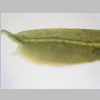 Leaf Base 10er 01.jpg