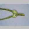 Leaf Cross 40er 01.jpg