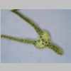 Leaf Cross 40er 02.jpg