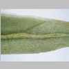 Leaf Middle 20er 01.jpg