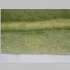Leaf Middle 40er 01.jpg